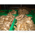 Good Quality Fresh Ginger